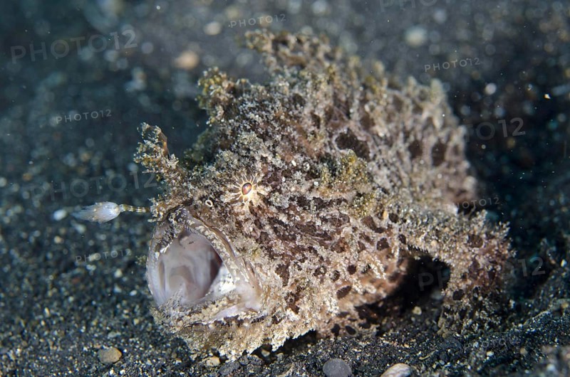 Striated frogfish