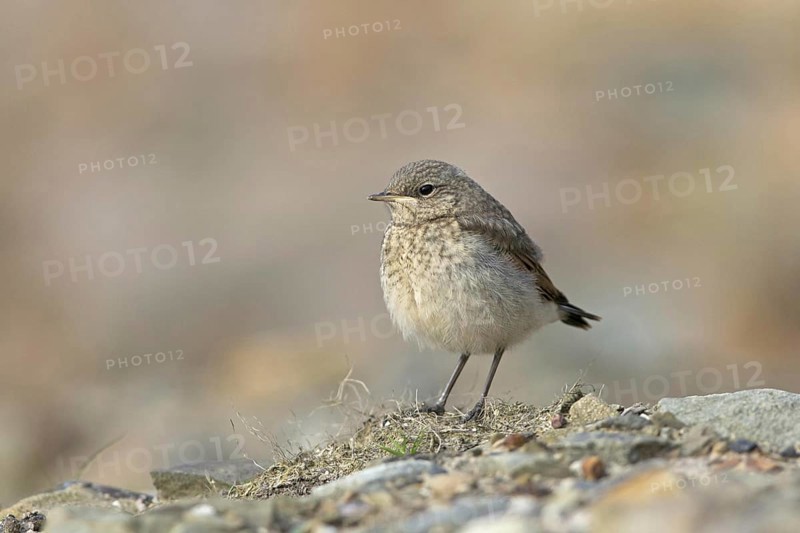 Northern northern wheatear
