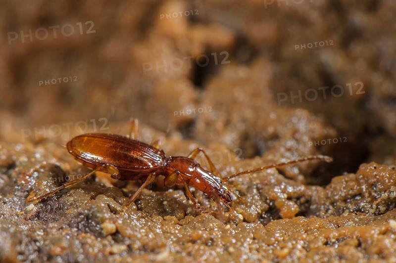 Doria's Cave Beetle
