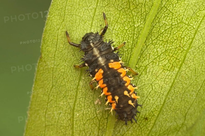 Asian Ladybird