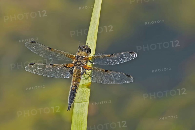 Adult four-spotted chaser
