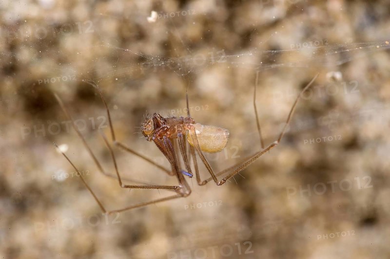 Cave spider