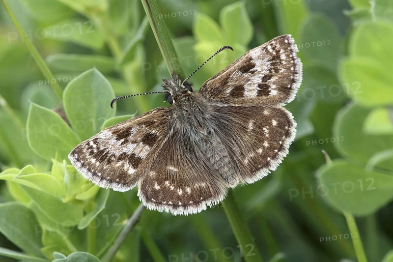 Dingy Skipper