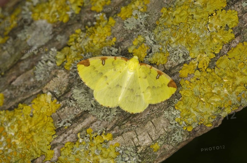 Brimstone Moth