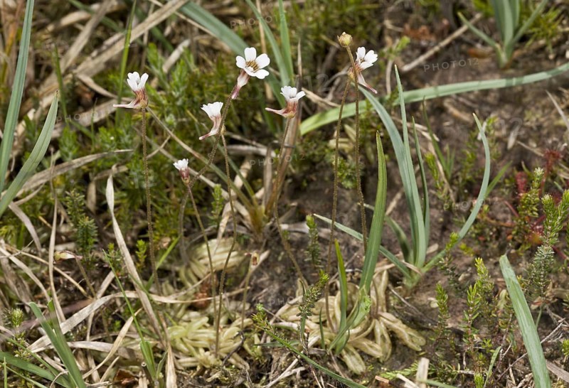 Pale Butterwort
