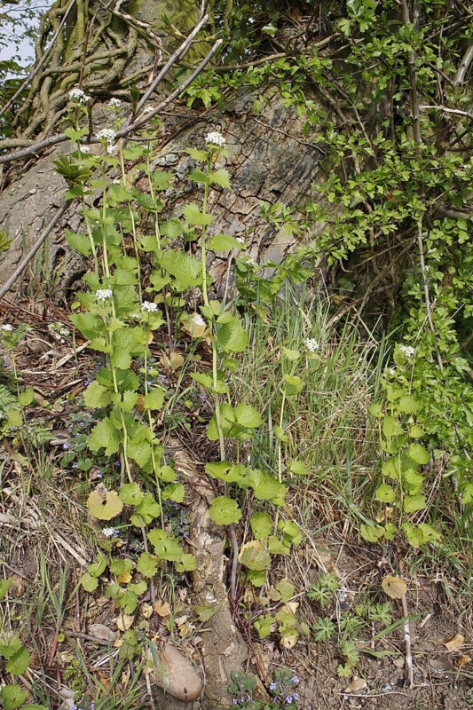 Garlic Mustard