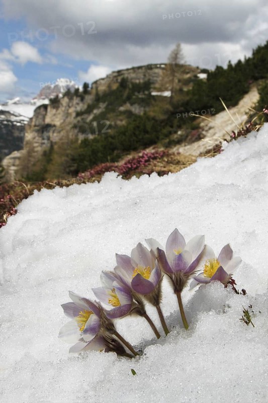 Anemone vernalis