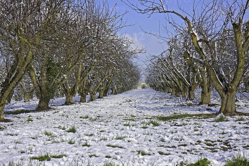Cultivated apple trees