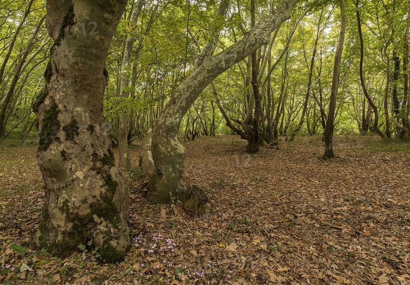 Forest habitat of the Oriental oriental plane