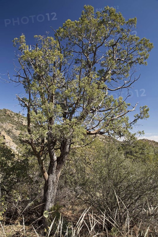 Alligator juniper