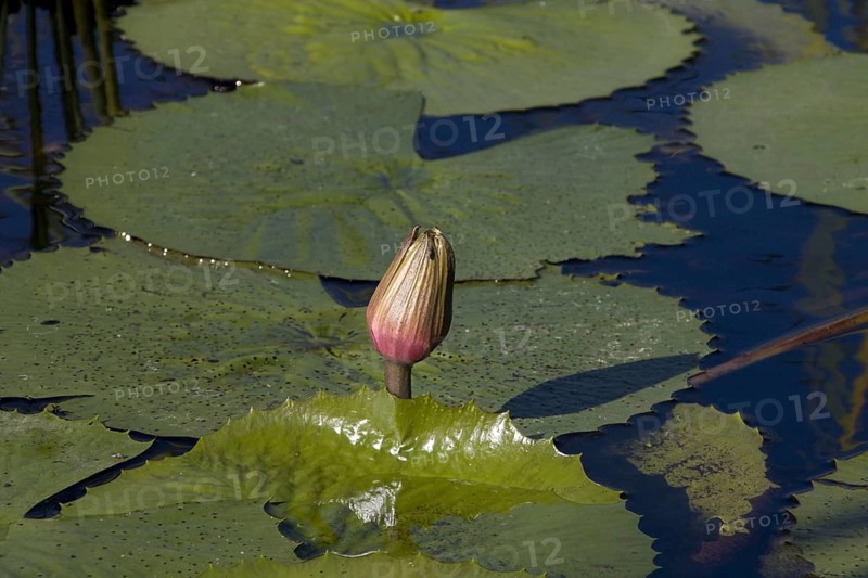 Closed water lily