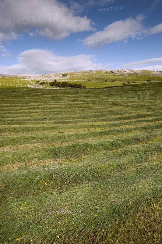 Newly mown hay meadow in the Highlands