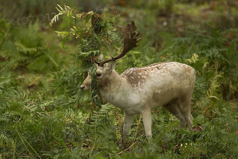 Fallow Deer