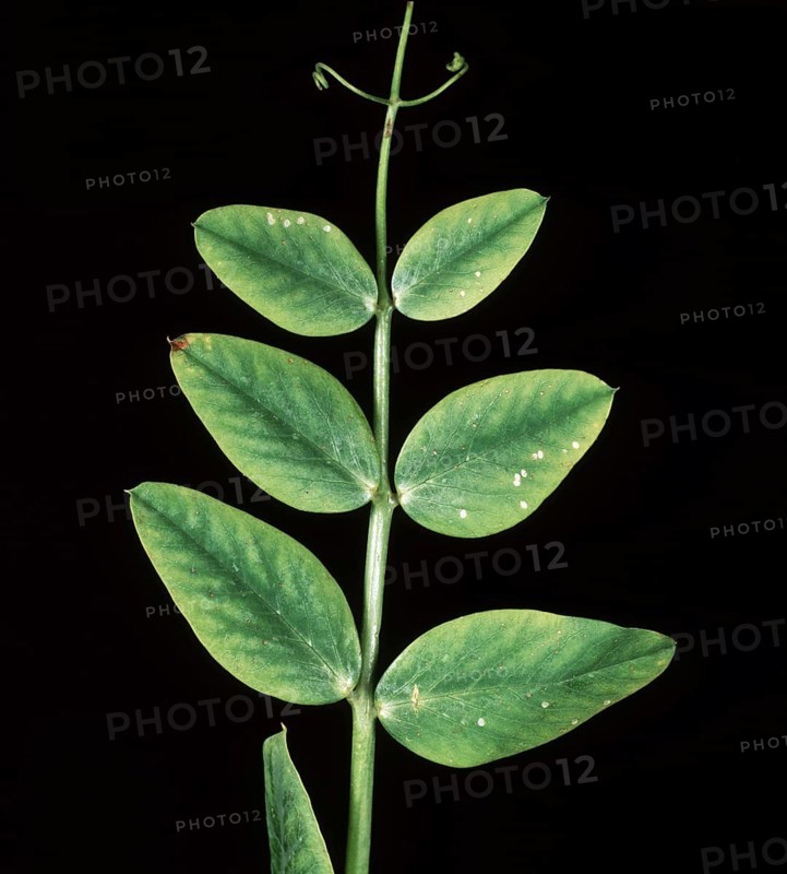 Manganese deficiency