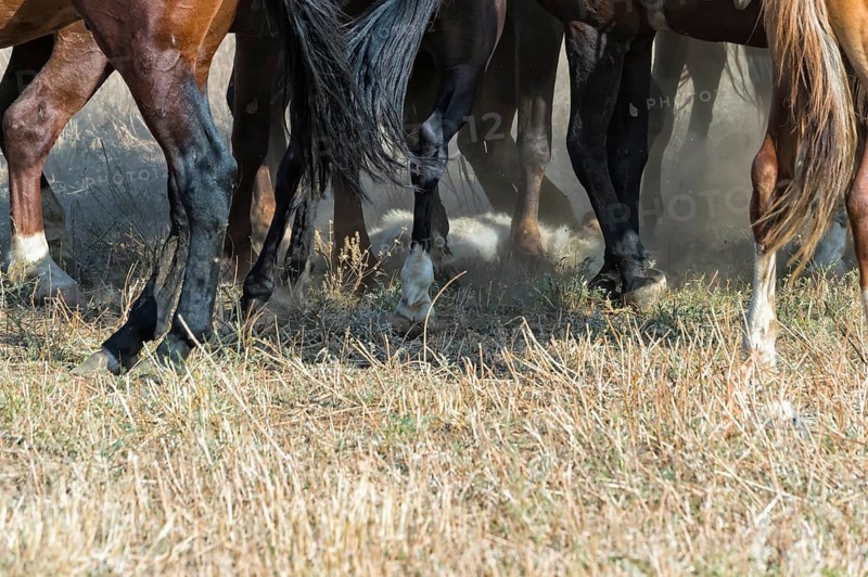 Traditional Kokpar or Buzkashi on the edge of Gabagly National Park
