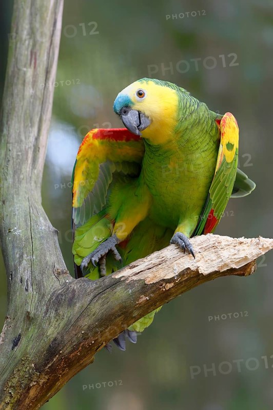 Blue-fronted Parrot or blue-fronted amazon