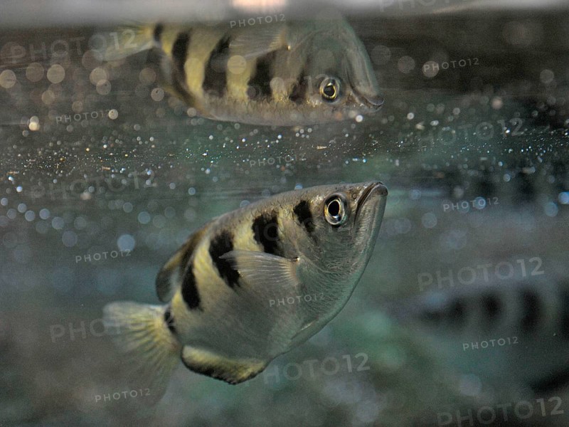Archerfish