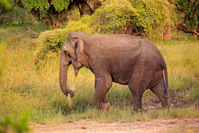 Sri lankan elephant