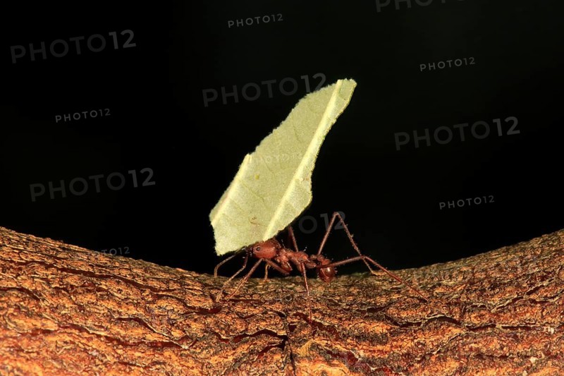Leafcutter ant