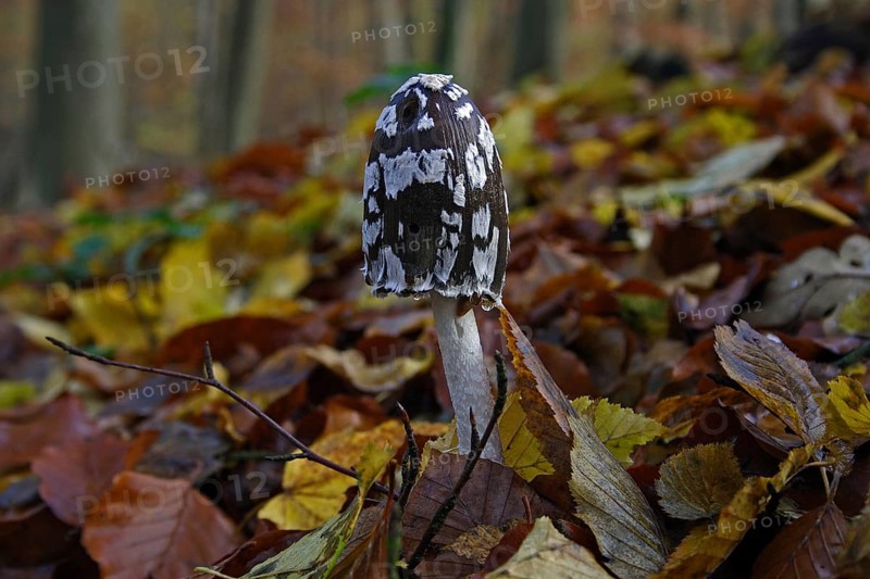 Elster ink cap