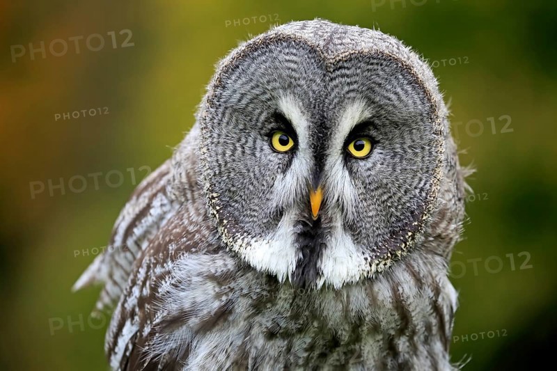 Great Grey Owl