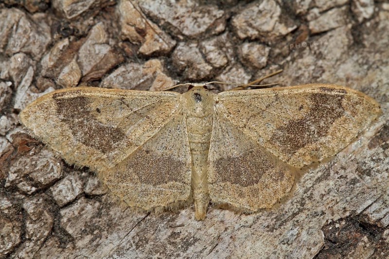 Mouse-eared moth