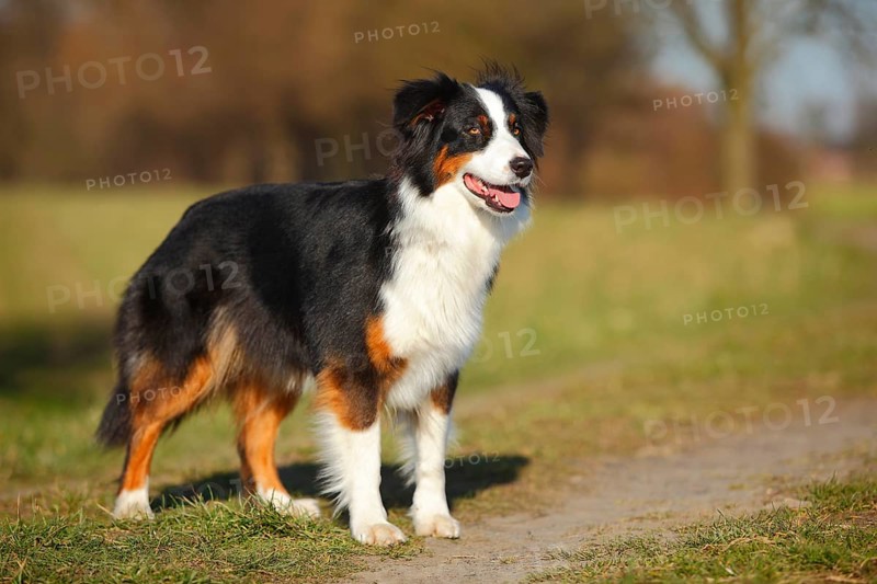 Australian Shepherd