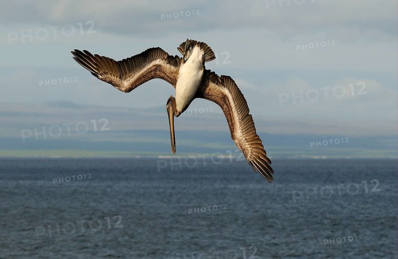 Sea pelican