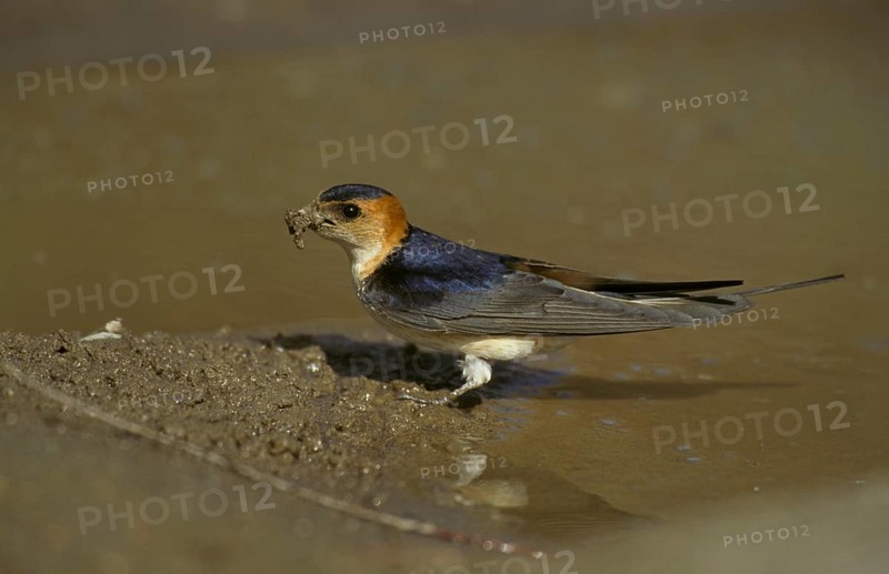 Reborn red-rumped swallow