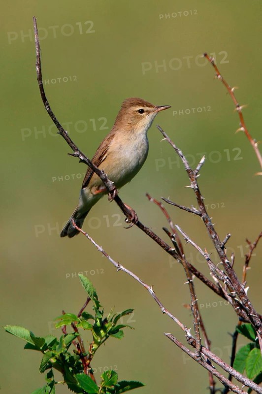 Brush Warbler