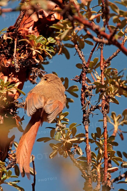 Tawny Tit-spinetail