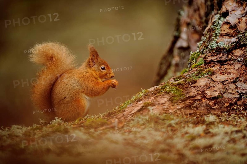 Eurasian red eurasian red squirrel