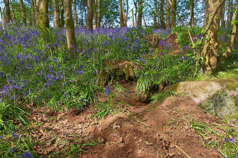 Eurasian Badger