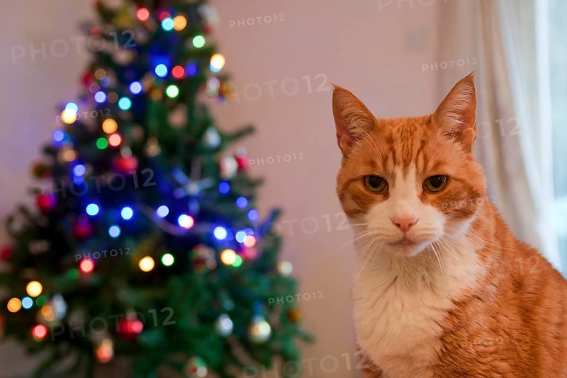 Domestic cat