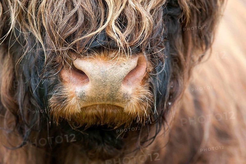 Highland Cattle