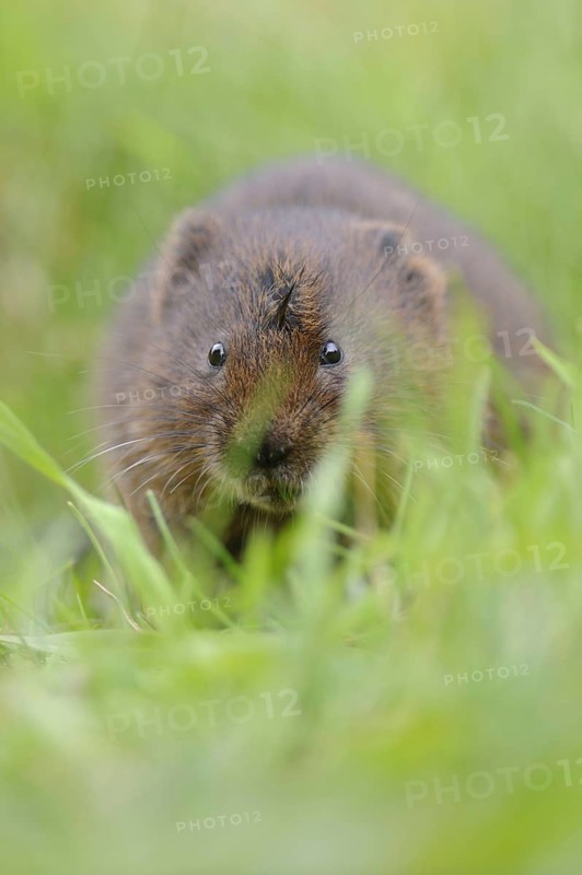 Eastern vole