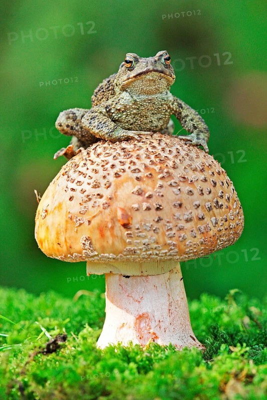 Common Toad