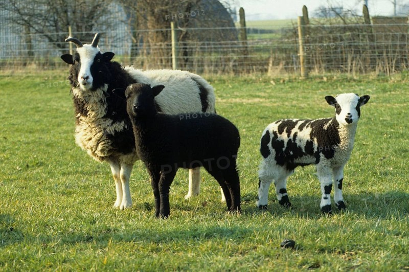 Jacob sheep