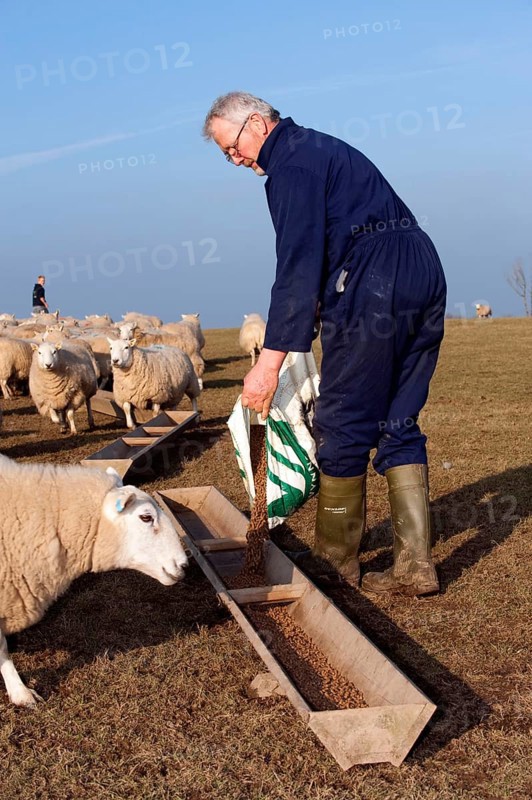 Sheep farming