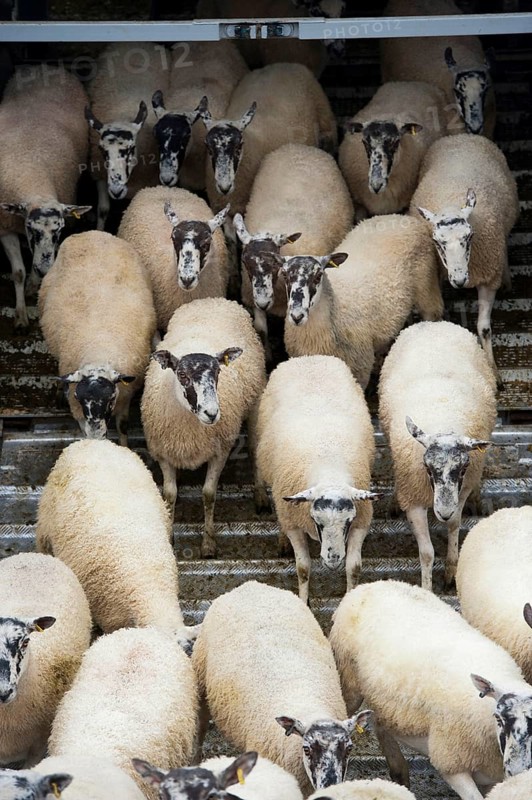 Sheep farm