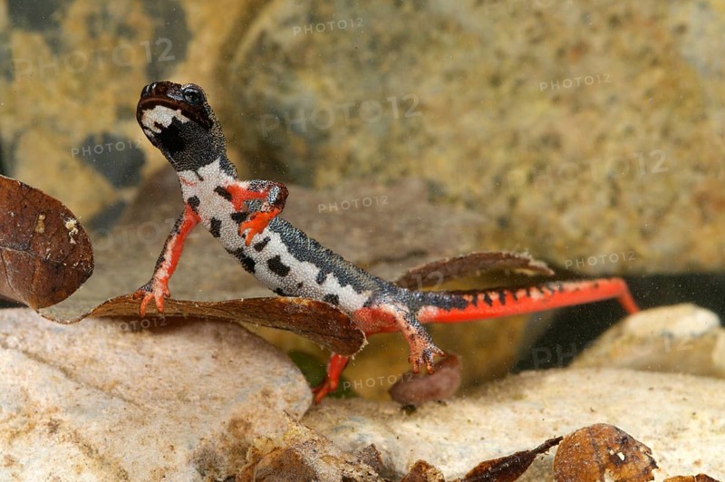 Spectacled salamander