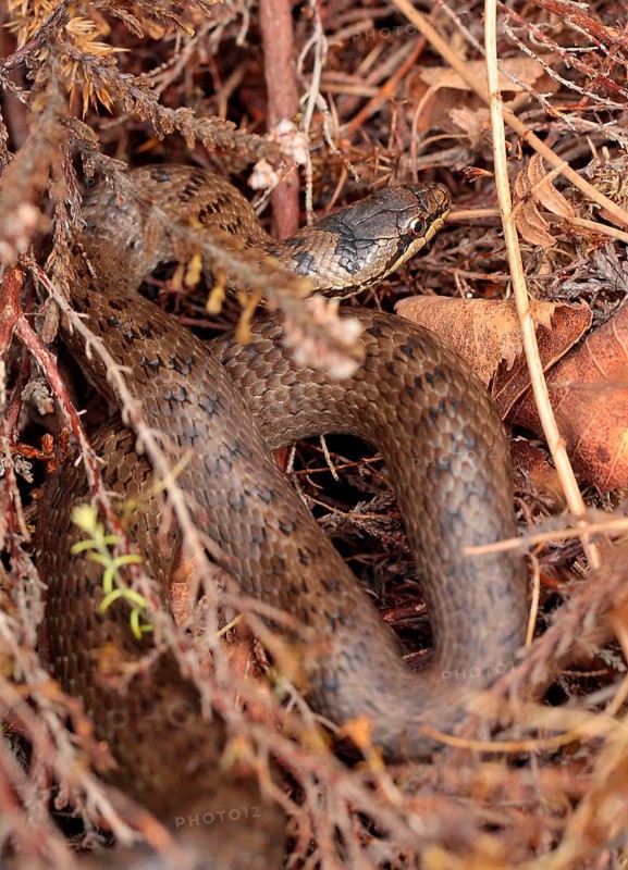 Smooth snake