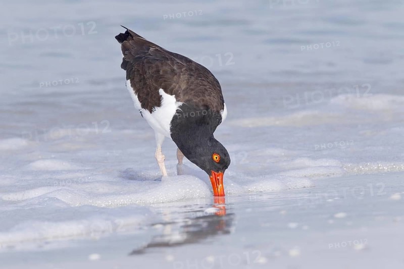 American oystercatcher