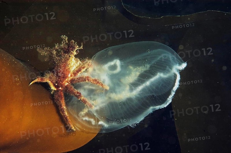 Adult spider crab