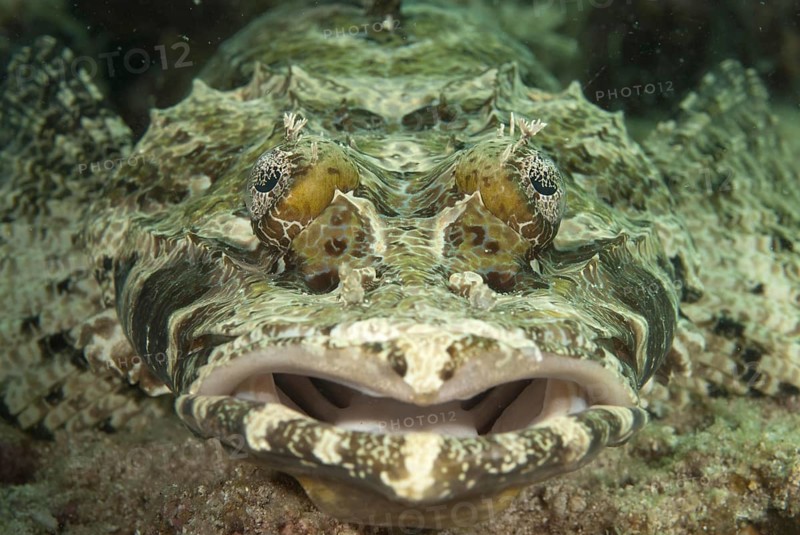 Brown-headed Flathead