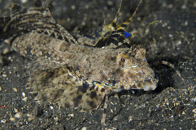Fingered Dragonet