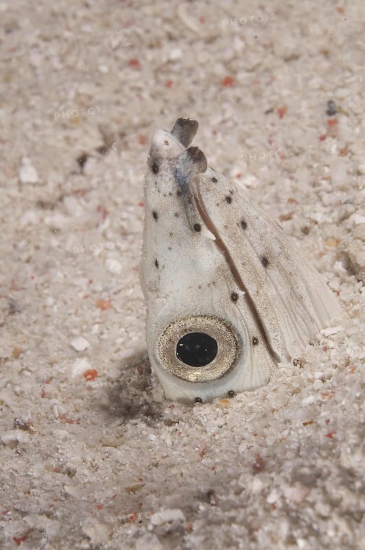 Ophichtus melanochir