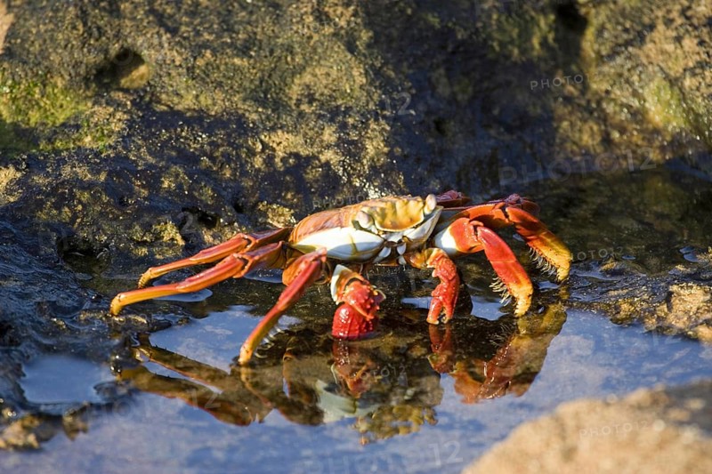 Sally Lightfoot Crab