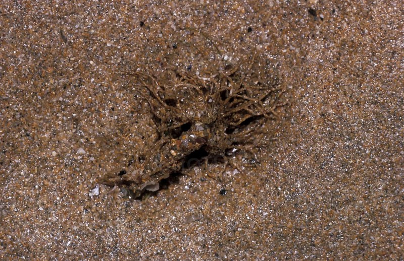 Sand mason worm