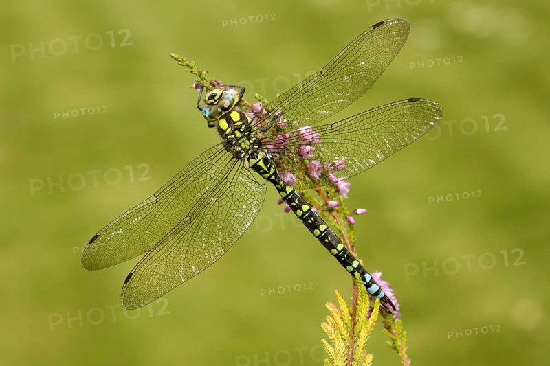 Southern Hawker